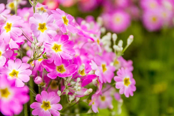 Bellissimi fiori da giardino , — Foto Stock