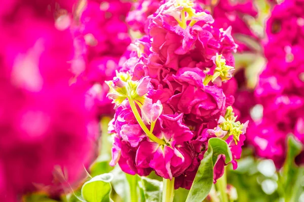 Mooie tuin bloemen, — Stockfoto