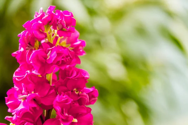 Vacker trädgård blommor, — Stockfoto