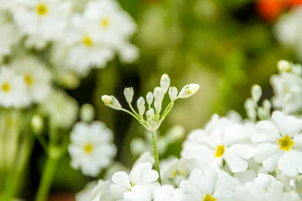 Schöne Gartenblumen, — Stockfoto