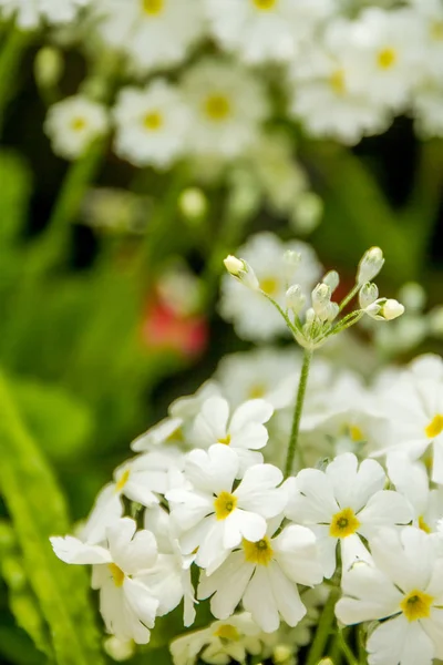 Bellissimi fiori da giardino , — Foto Stock