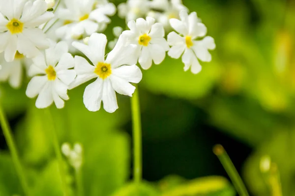 Beautiful garden flowers, — Stock Photo, Image