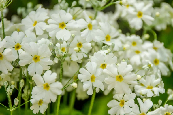 Beautiful garden flowers, — Stock Photo, Image