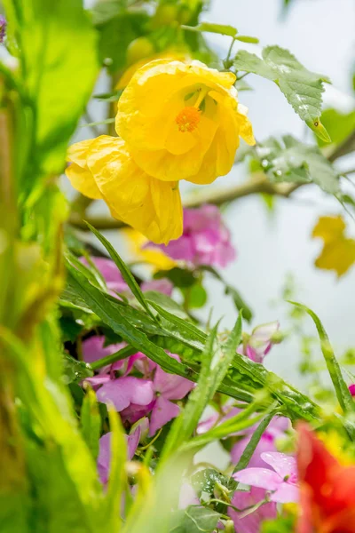 Beautiful garden flowers, — Stock Photo, Image