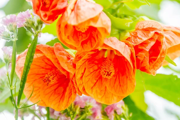 Hermosas flores de jardín , —  Fotos de Stock