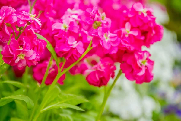 Güzel bahçe çiçekleri,