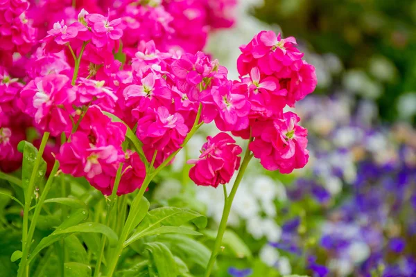 Hermosas flores de jardín , —  Fotos de Stock