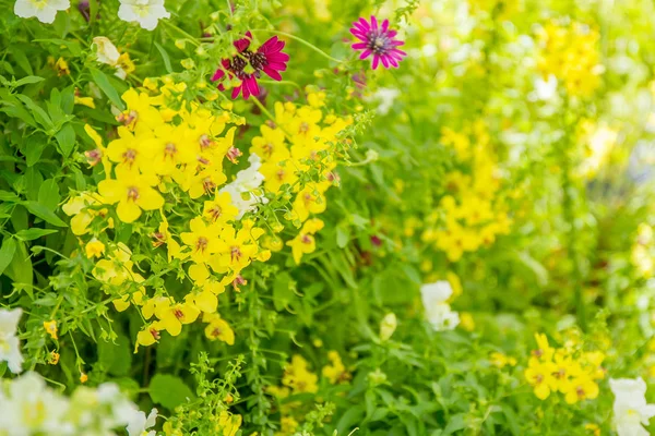 Beautiful garden flowers, — Stock Photo, Image