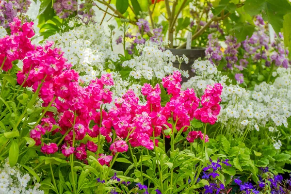 美丽的花园鲜花, — 图库照片