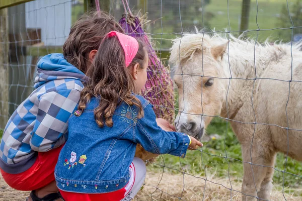 Jong meisje en jongen voeden pony — Stockfoto