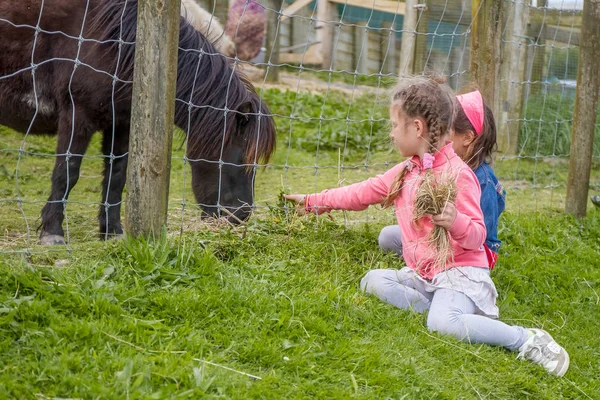 Young girl feeding pony — Stock Photo, Image