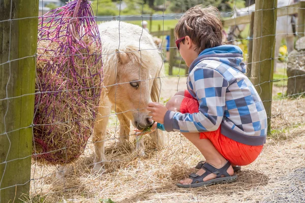 농장에서 귀여운 어린 소년 — 스톡 사진