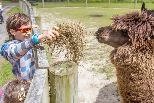 ファームでかわいい少年 — ストック写真