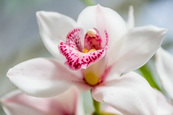 Beautiful orchid flowers — Stock Photo, Image