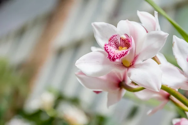 Vackra orkidé blommor — Stockfoto