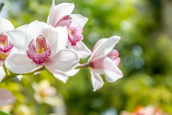 Vackra orkidé blommor — Stockfoto