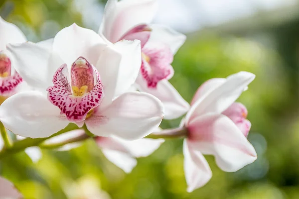 Lindas flores de orquídea — Fotografia de Stock