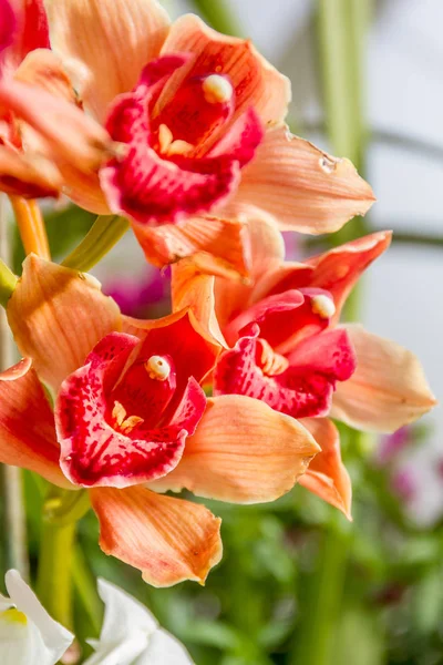 Piękne kwiaty orchidei — Zdjęcie stockowe
