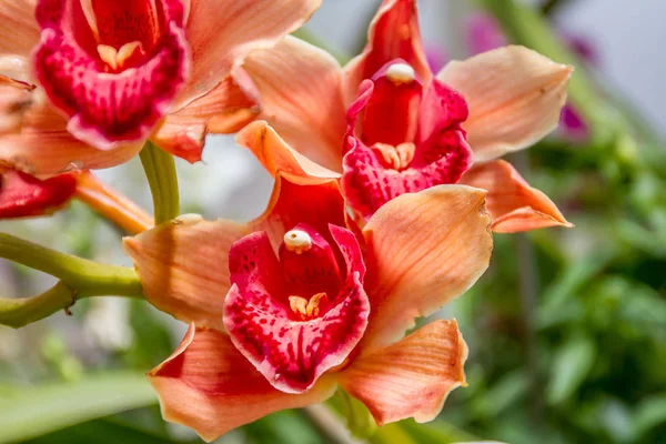 Hermosas flores de orquídea — Foto de Stock