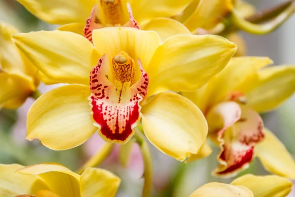 Krásné květy orchidejí — Stock fotografie