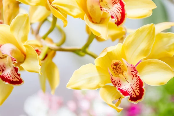 Lindas flores de orquídea — Fotografia de Stock