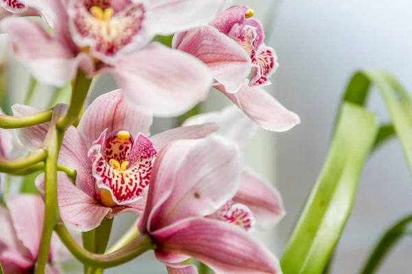 Vackra orkidé blommor — Stockfoto