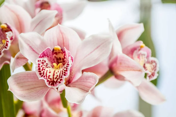 Belles fleurs d'orchidée — Photo