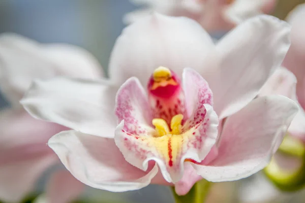 Lindas flores de orquídea — Fotografia de Stock