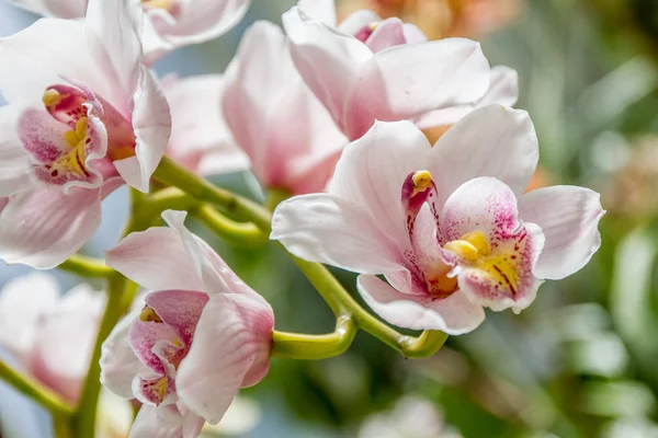 Belles fleurs d'orchidée — Photo