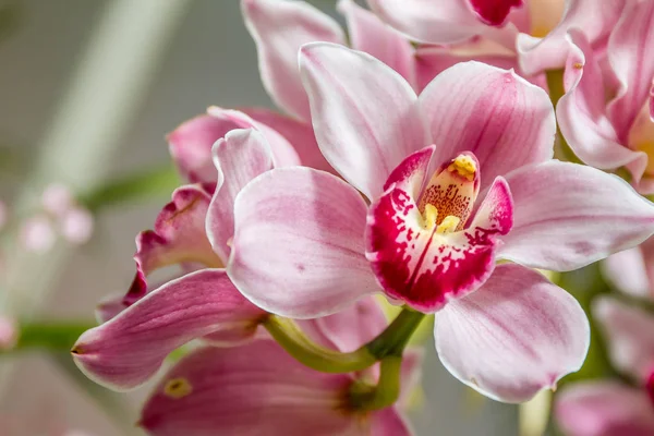 Lindas flores de orquídea — Fotografia de Stock