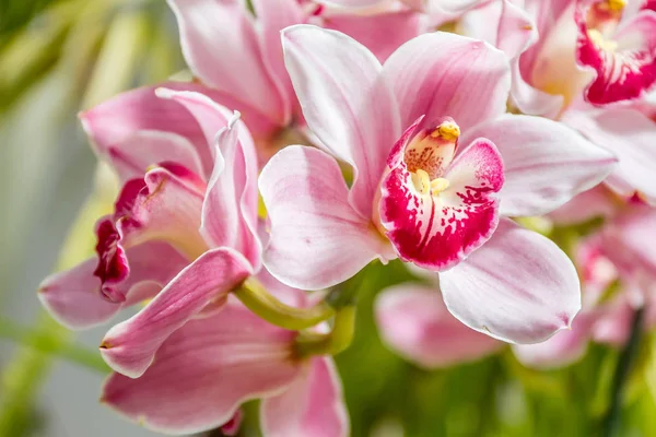 Lindas flores de orquídea — Fotografia de Stock