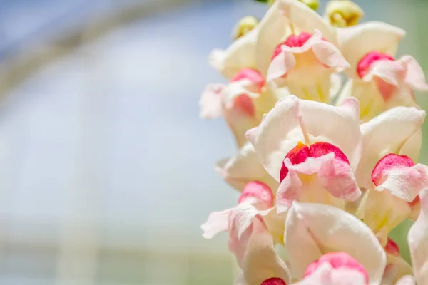 Vackra orkidé blommor — Stockfoto