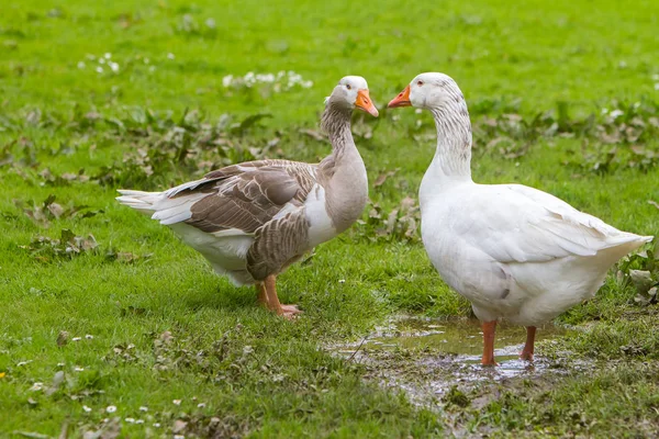 Goose familj på gräs — Stockfoto