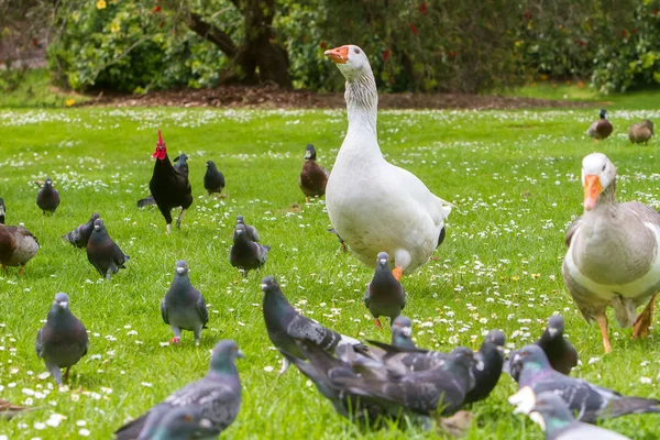 Uccelli che camminano sull'erba — Foto Stock