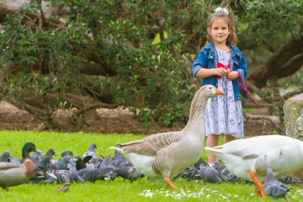 Child girl feeding birds — Stock Photo, Image