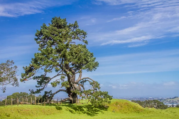 Grüne Bäume im Park — Stockfoto