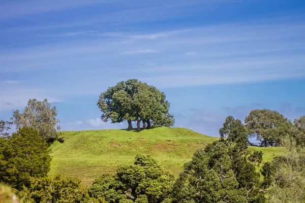 Árvores verdes no parque — Fotografia de Stock