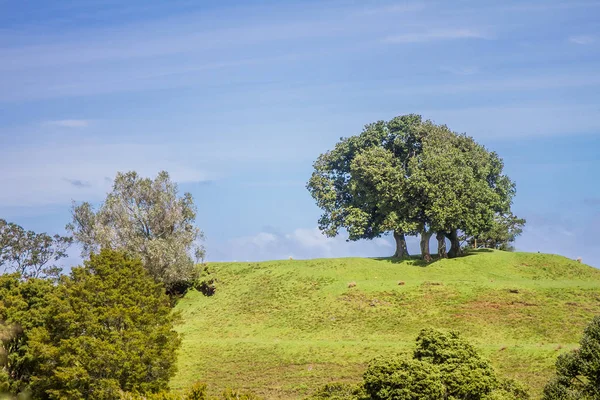 Árvores verdes no parque — Fotografia de Stock