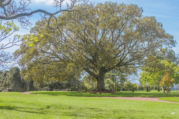Groene bomen in het park — Stockfoto