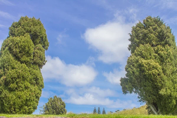 Groene bomen in het park — Stockfoto