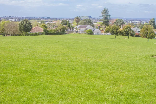 Green trees in park — Stock Photo, Image