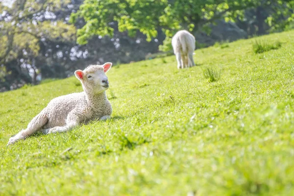 Beweiding van schapen op het veld — Stockfoto