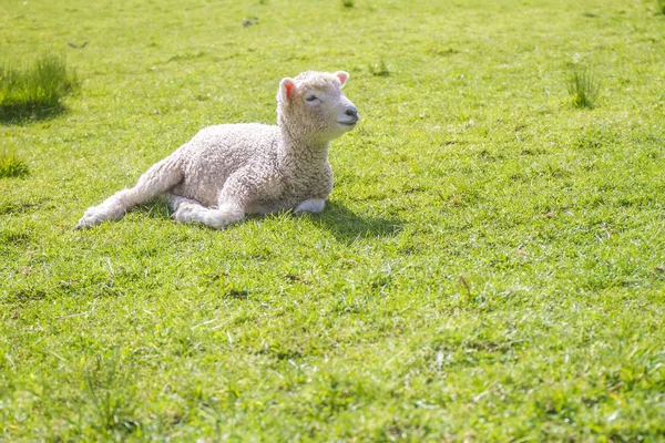 Lamm liggande på gräs — Stockfoto
