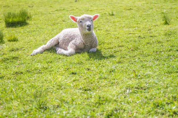 Cordeiro deitado na grama — Fotografia de Stock