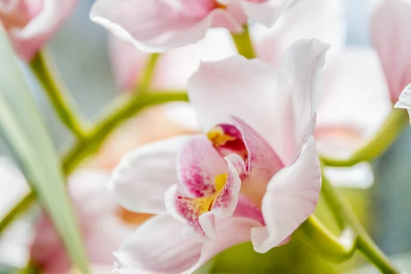 Schöne Orchideenblüten lizenzfreie Stockbilder