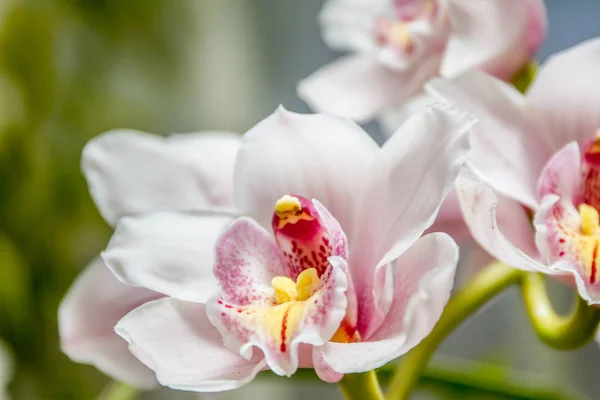 Lindas flores de orquídea Imagens De Bancos De Imagens