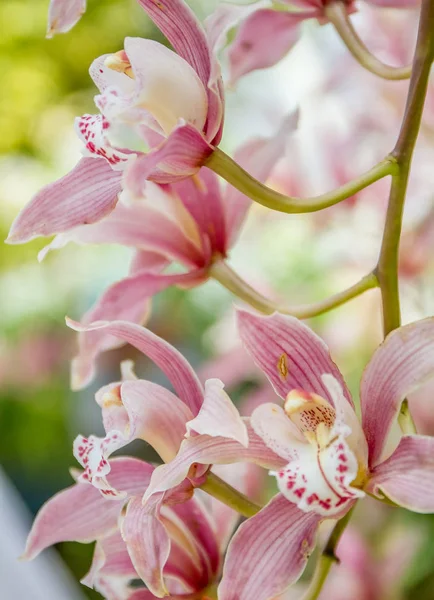 Schöne Orchideenblüten Stockfoto