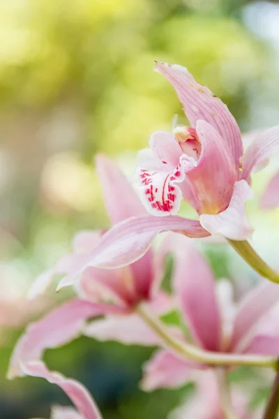 Schöne Orchideenblüten lizenzfreie Stockfotos