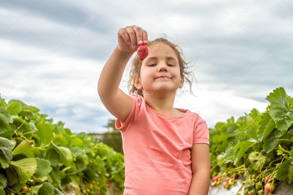 happy young child girl picking and eating strawberries 