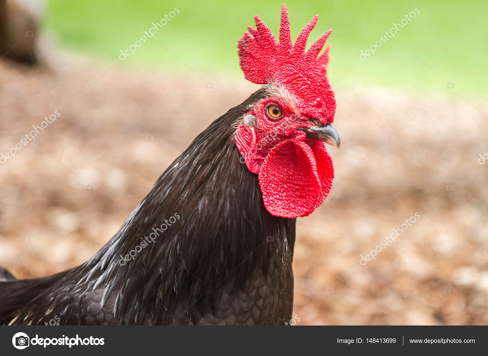 δωρεάν μαύρες πούτσες